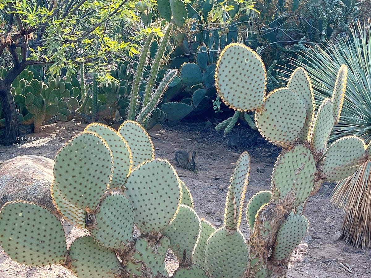 【美國-Arizona】亞利桑那州景點│沙漠植物園│Dese