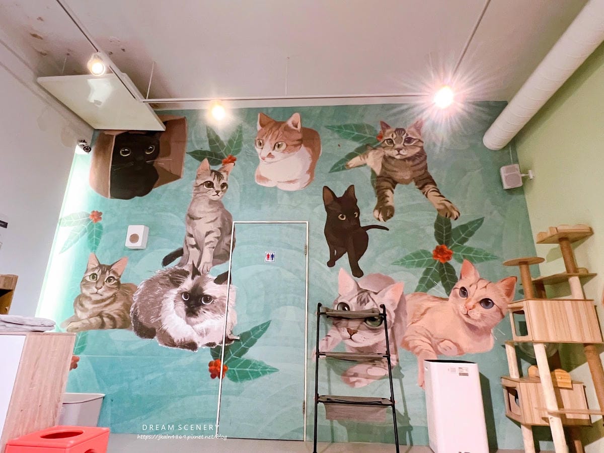 新北▴三重區│貓咪咖啡廳│O CAT CAFÈ 三重貓咪中途 新北▴三重區│貓咪咖啡廳│O CAT CAFÈ 三重貓咪中途