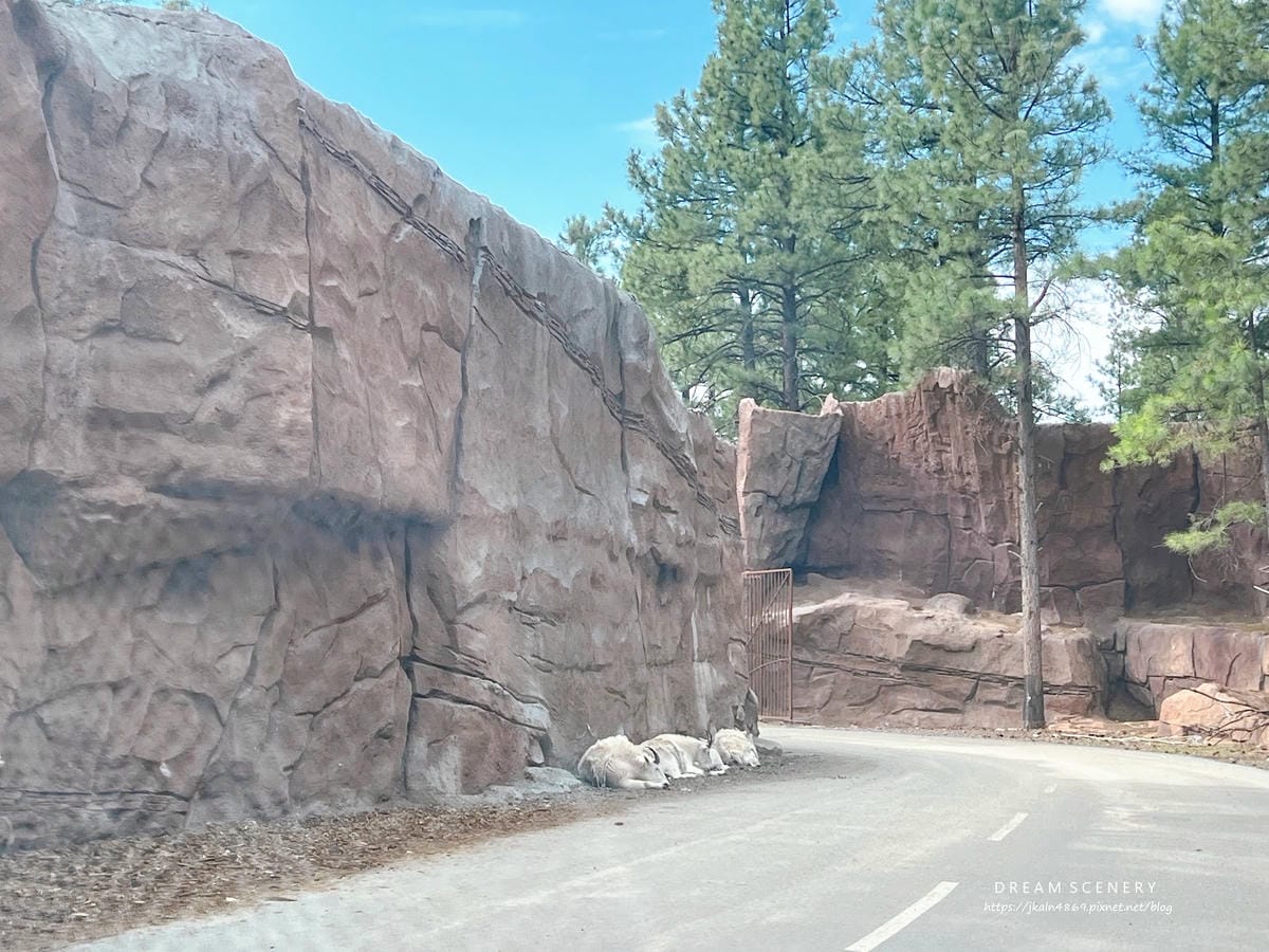 【美國-Arizona】亞利桑那州必訪野生動物園│開車進野生 【美國-Arizona】亞利桑那州必訪野生動物園│開車進野生
