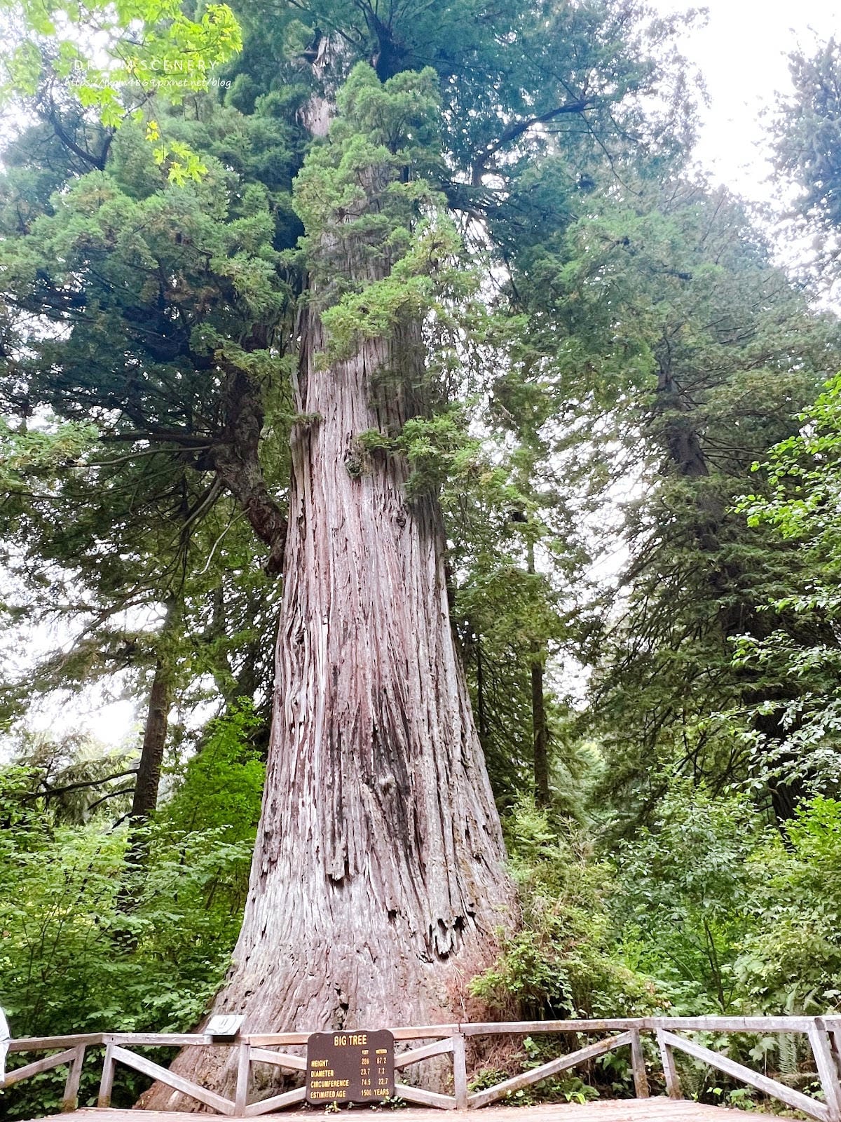 【美國-California】紅木國家公園半日遊│免費走進巨 【美國-California】紅木國家公園半日遊│免費走進巨