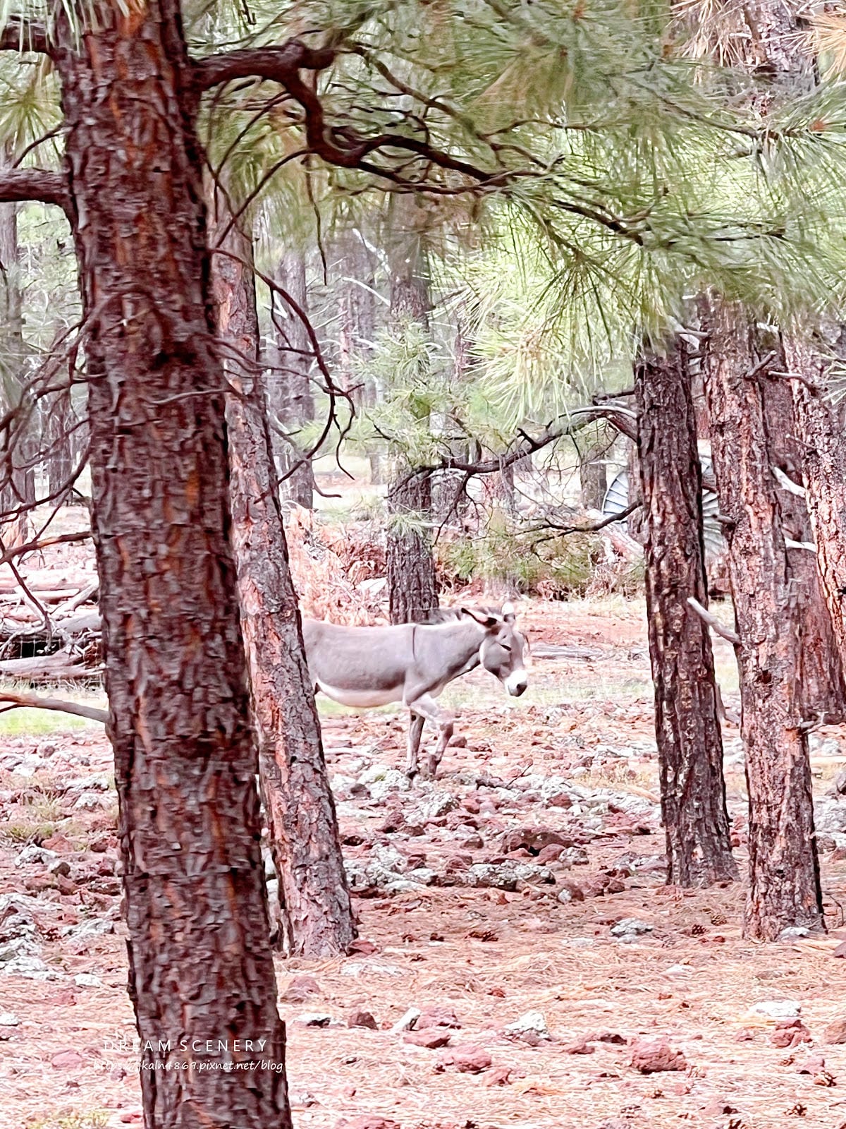 【美國-Arizona】亞利桑那州必訪野生動物園│開車進野生 【美國-Arizona】亞利桑那州必訪野生動物園│開車進野生