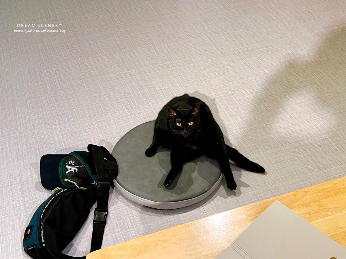 新北▴三重區│貓咪咖啡廳│O CAT CAFÈ 三重貓咪中途 新北▴三重區│貓咪咖啡廳│O CAT CAFÈ 三重貓咪中途