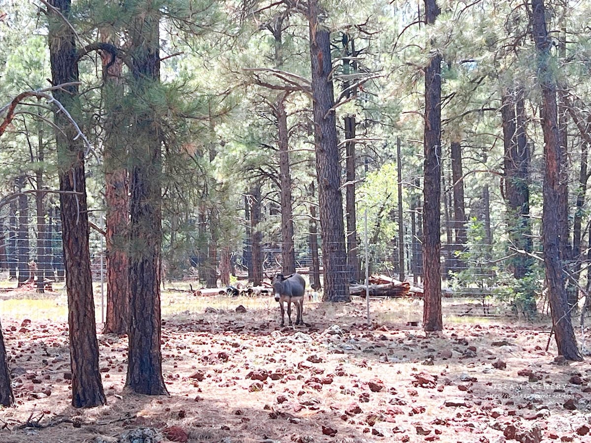 【美國-Arizona】亞利桑那州必訪野生動物園│開車進野生 【美國-Arizona】亞利桑那州必訪野生動物園│開車進野生