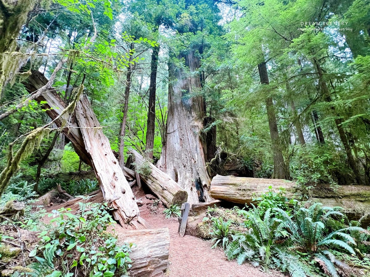 【美國-California】紅木國家公園半日遊│免費走進巨 【美國-California】紅木國家公園半日遊│免費走進巨
