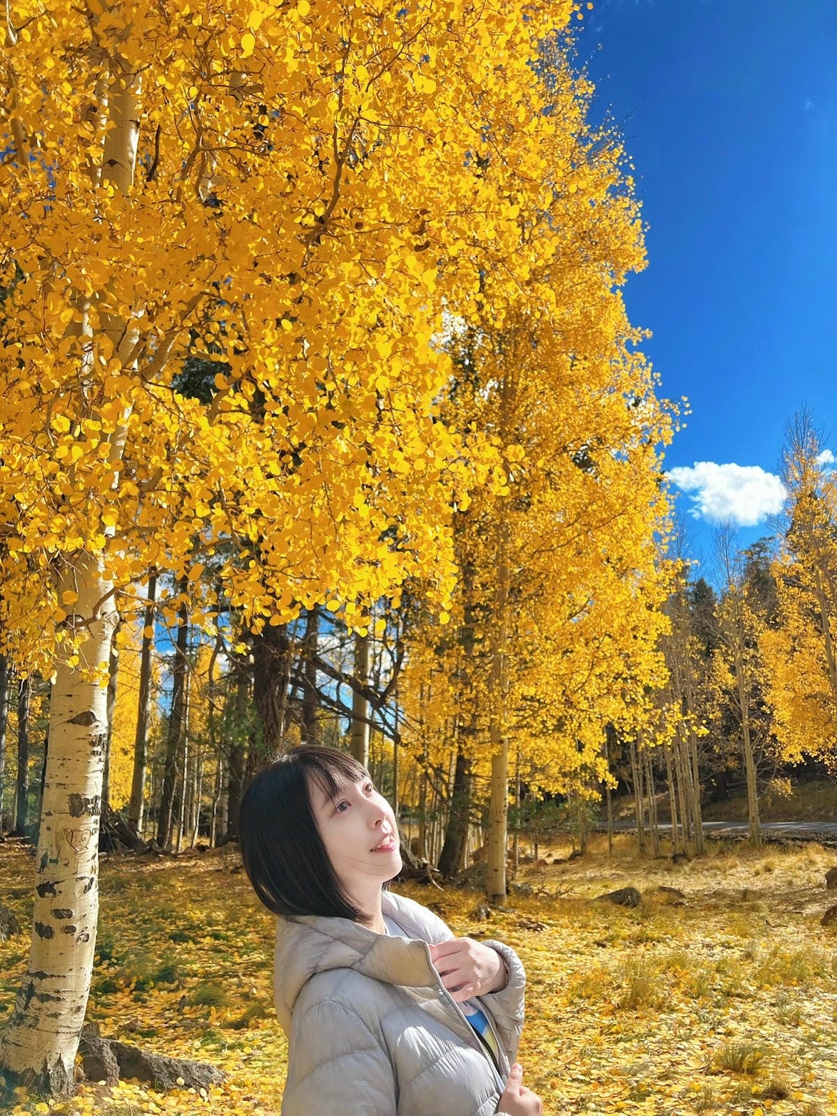 【美國-Arizona】追逐金色山林的季節│ Flagsta 【美國-Arizona】追逐金色山林的季節│ Flagsta