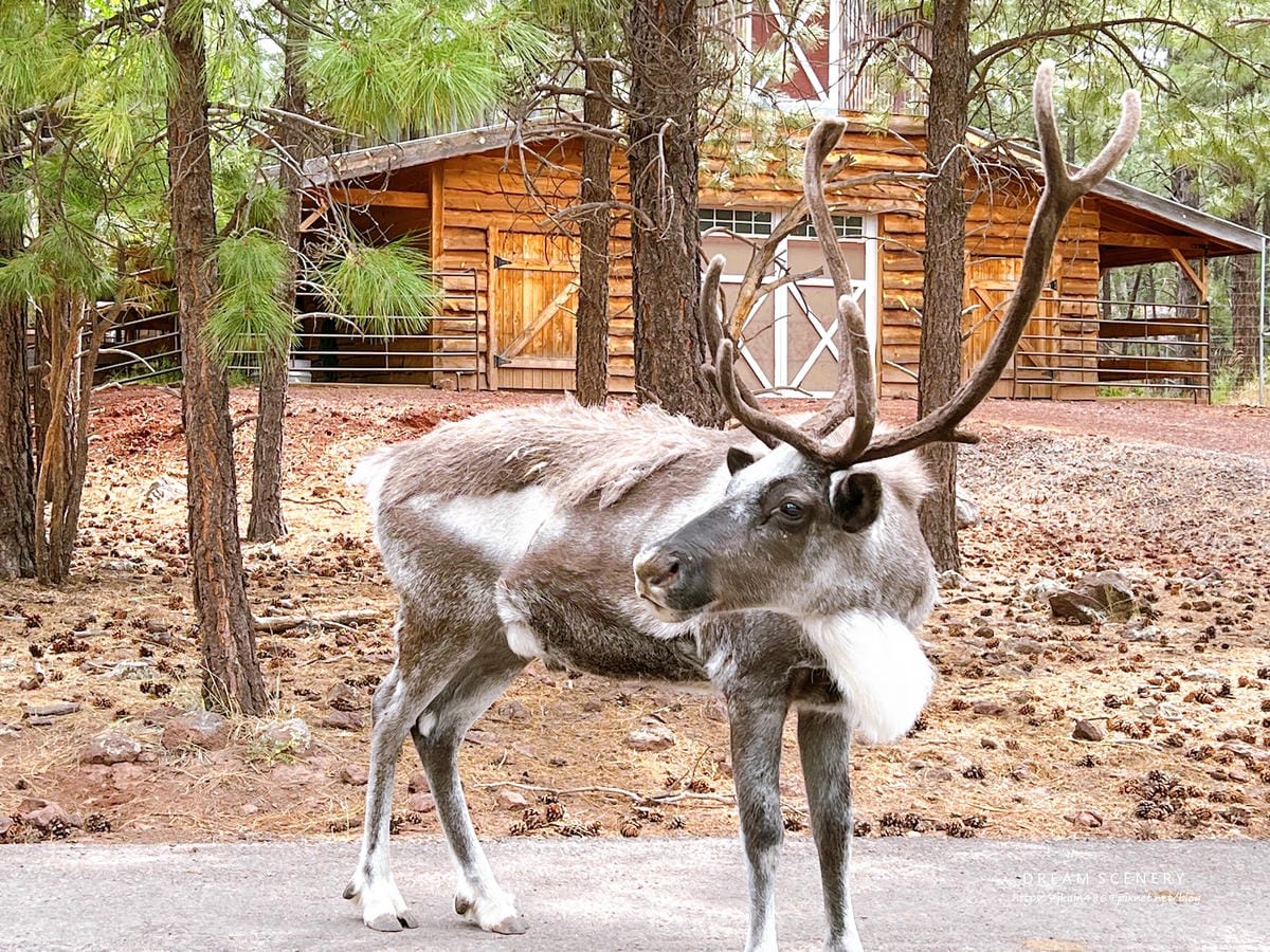 【美國-Arizona】亞利桑那州必訪野生動物園│開車進野生 【美國-Arizona】亞利桑那州必訪野生動物園│開車進野生