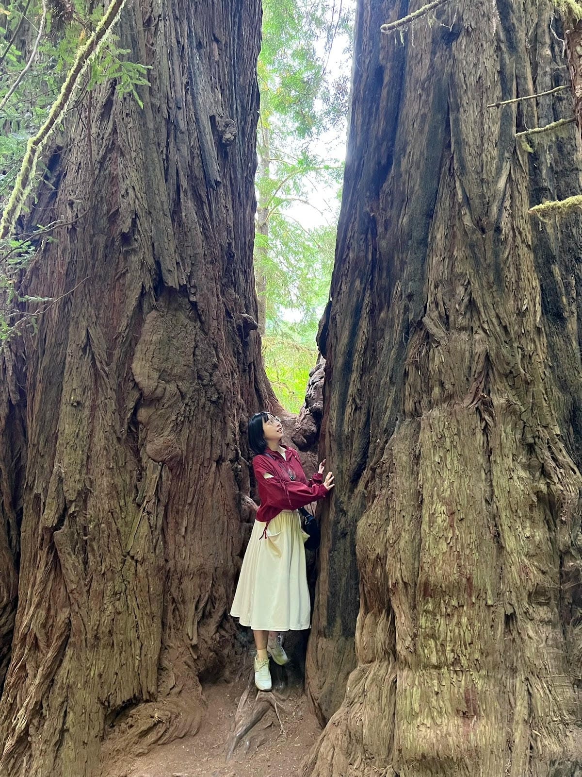 【美國-California】紅木國家公園半日遊│免費走進巨 【美國-California】紅木國家公園半日遊│免費走進巨