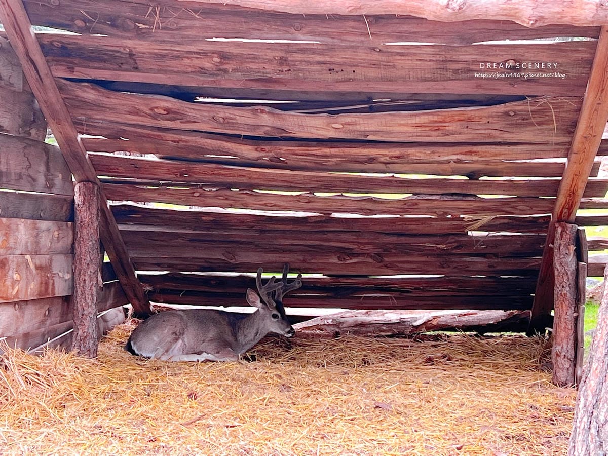 【美國-Arizona】亞利桑那州必訪野生動物園│開車進野生 【美國-Arizona】亞利桑那州必訪野生動物園│開車進野生