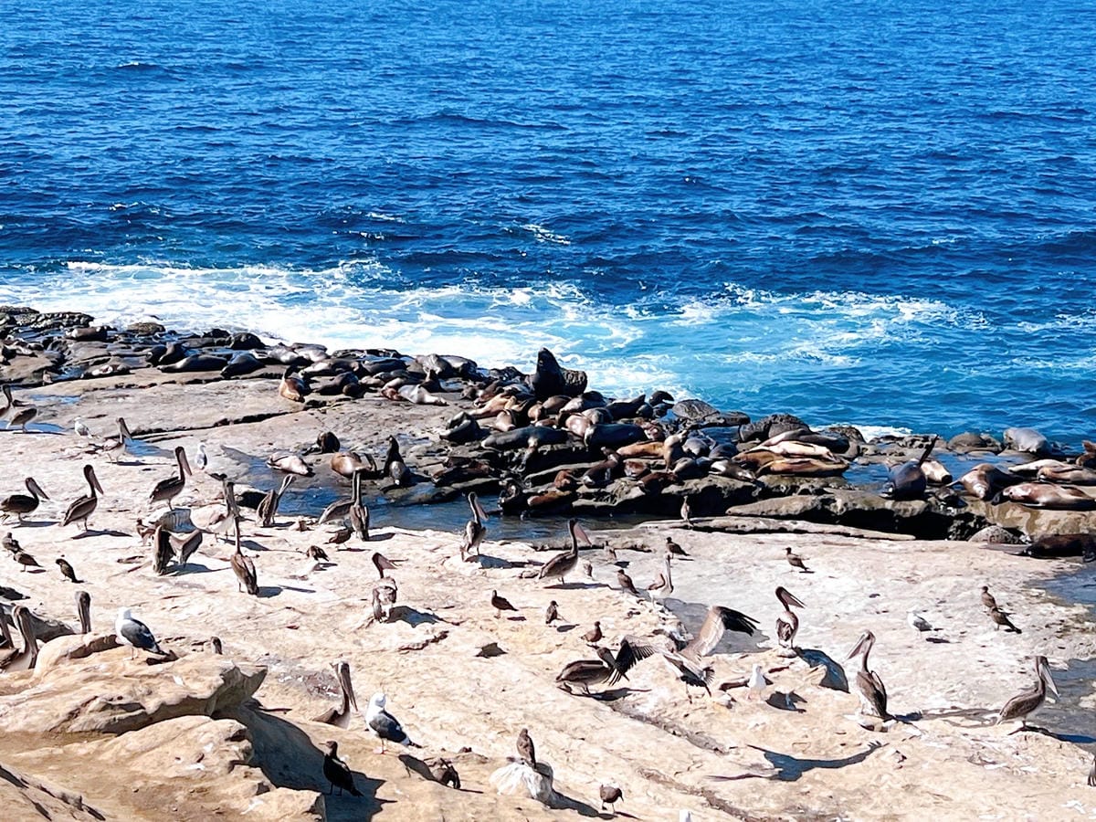 【美國-San Diego】加州海岸秘境的海景與海洋生態探索 【美國-San Diego】加州海岸秘境的海景與海洋生態探索
