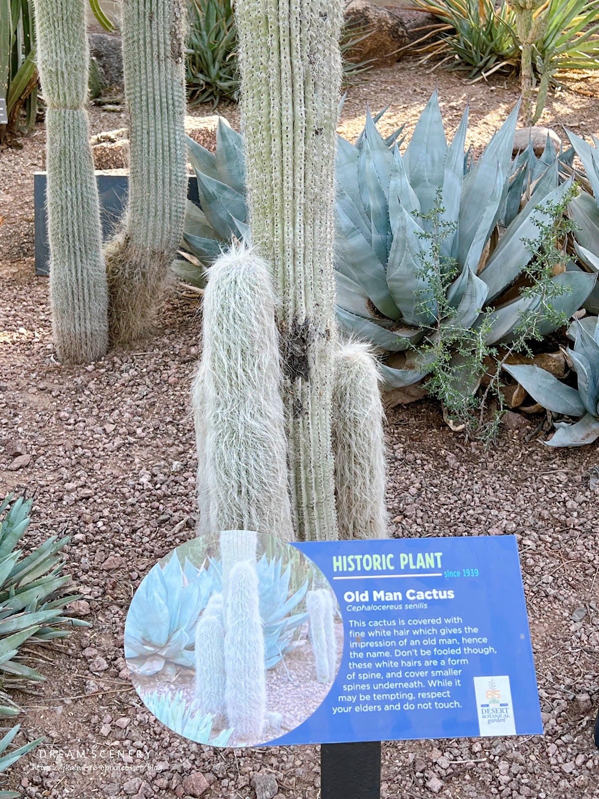 【美國-Arizona】亞利桑那州景點│沙漠植物園│Dese