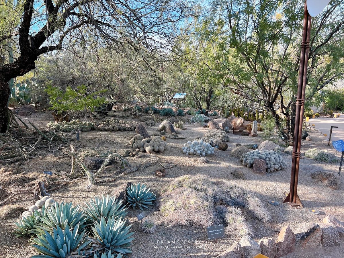 【美國-Arizona】亞利桑那州景點│沙漠植物園│Dese