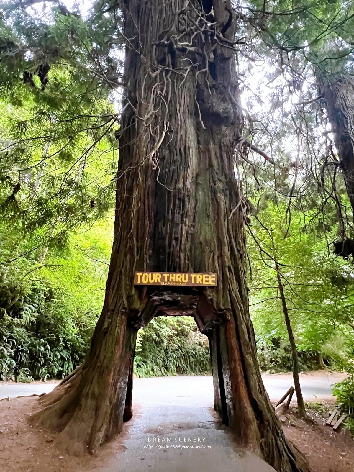 【美國-California】紅木國家公園半日遊│免費走進巨 【美國-California】紅木國家公園半日遊│免費走進巨