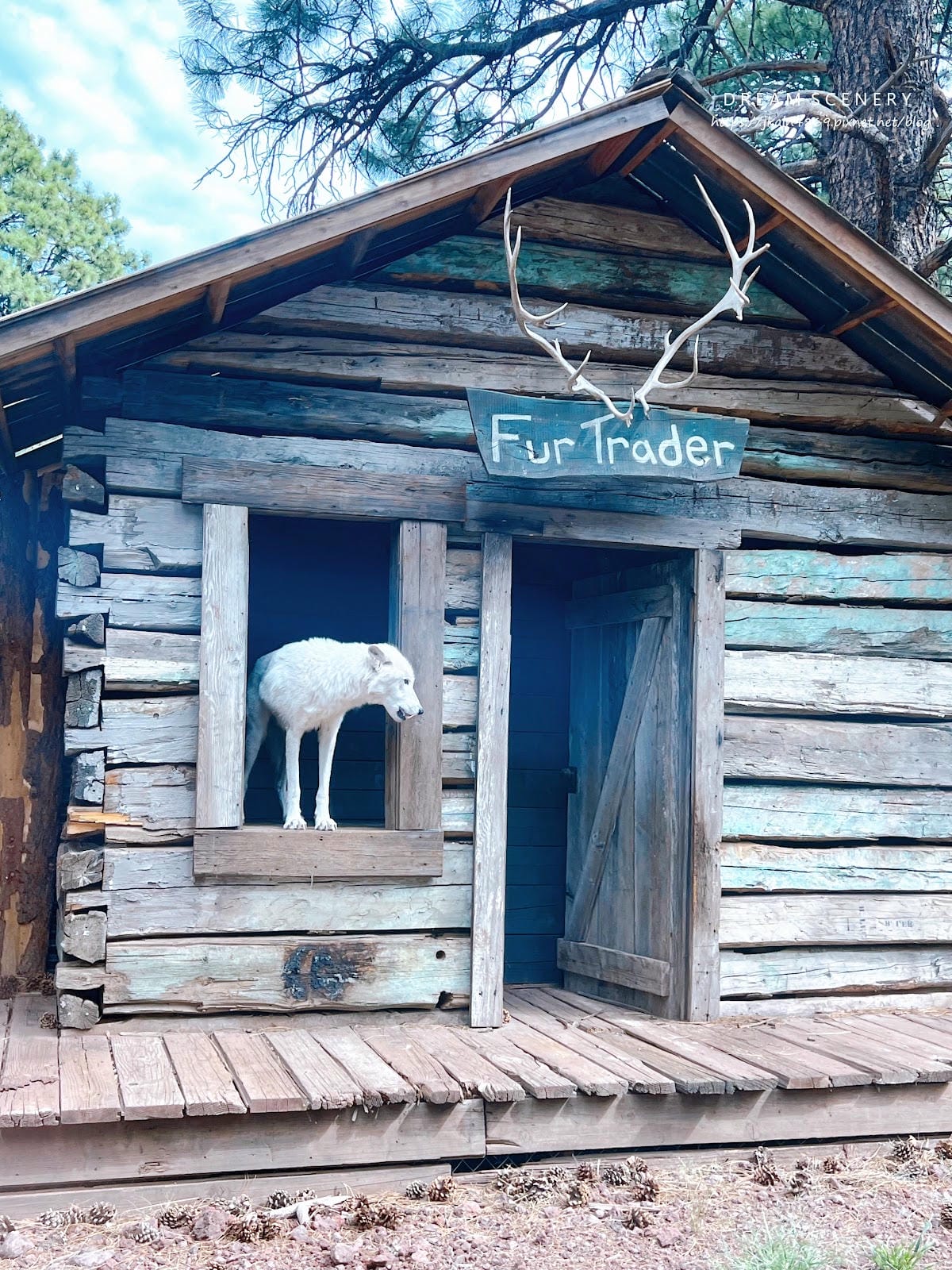 【美國-Arizona】亞利桑那州必訪野生動物園│開車進野生 【美國-Arizona】亞利桑那州必訪野生動物園│開車進野生