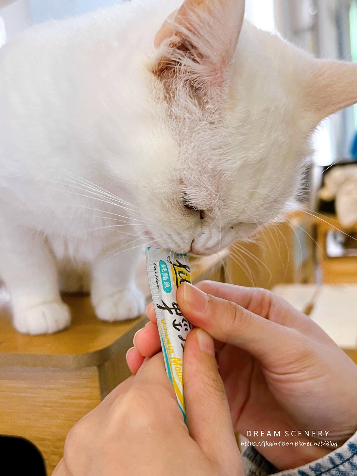 新北▴三重區│貓咪咖啡廳│O CAT CAFÈ 三重貓咪中途 新北▴三重區│貓咪咖啡廳│O CAT CAFÈ 三重貓咪中途
