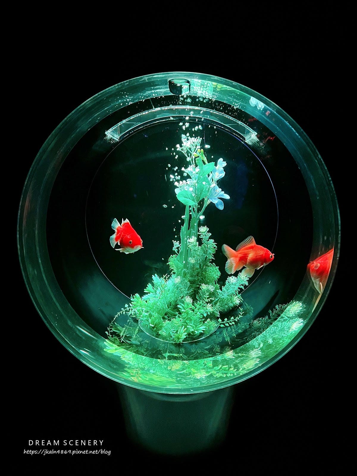 ART AQUARIUM TAIPEI 金魚藝術展