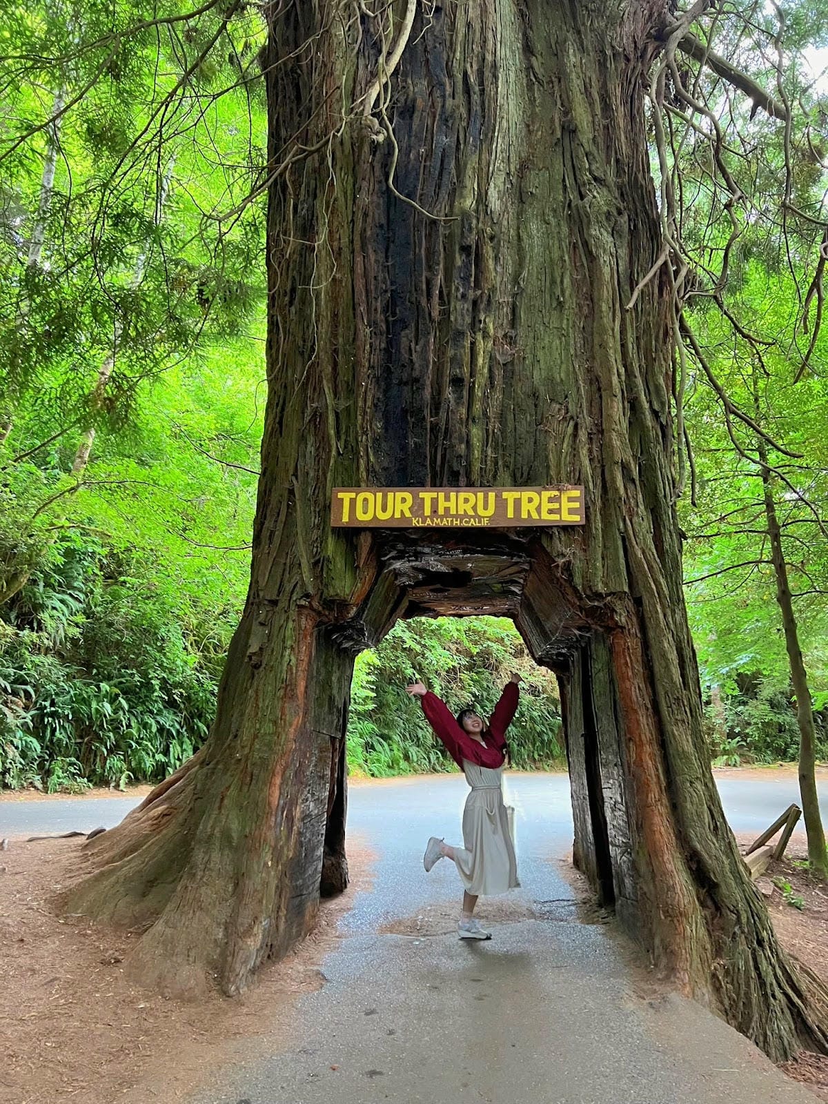 【美國-California】紅木國家公園半日遊│免費走進巨 【美國-California】紅木國家公園半日遊│免費走進巨
