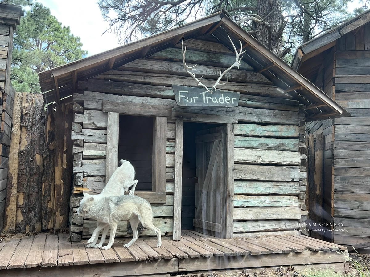 【美國-Arizona】亞利桑那州必訪野生動物園│開車進野生 【美國-Arizona】亞利桑那州必訪野生動物園│開車進野生