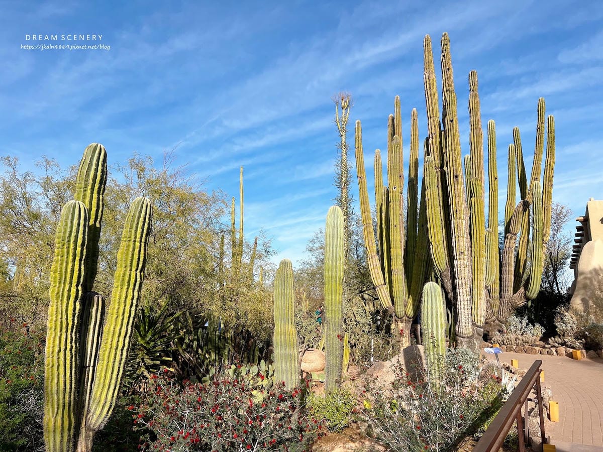 【美國-Arizona】亞利桑那州景點│沙漠植物園│Dese