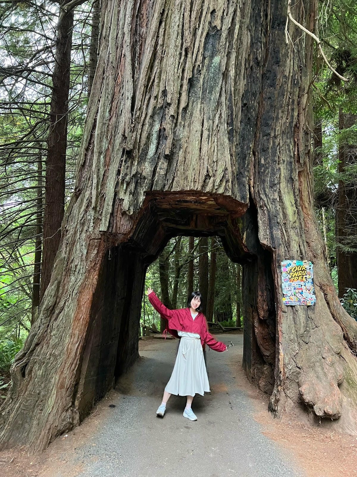 【美國-California】紅木國家公園半日遊│免費走進巨 【美國-California】紅木國家公園半日遊│免費走進巨