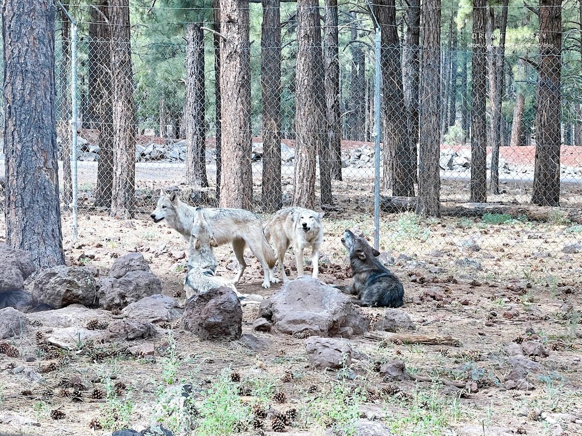 【美國-Arizona】亞利桑那州必訪野生動物園│開車進野生 【美國-Arizona】亞利桑那州必訪野生動物園│開車進野生
