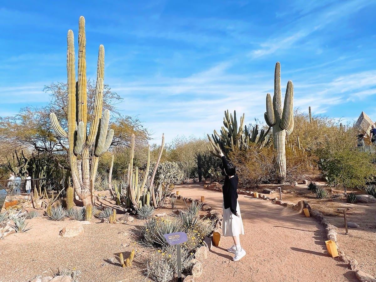 【美國-Arizona】亞利桑那州景點│沙漠植物園│Dese