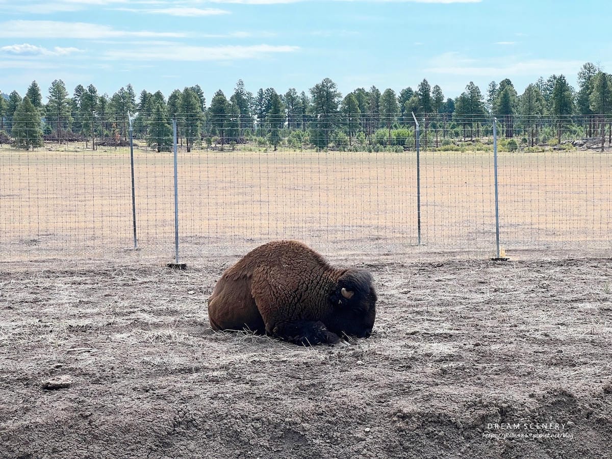 【美國-Arizona】亞利桑那州必訪野生動物園│開車進野生 【美國-Arizona】亞利桑那州必訪野生動物園│開車進野生