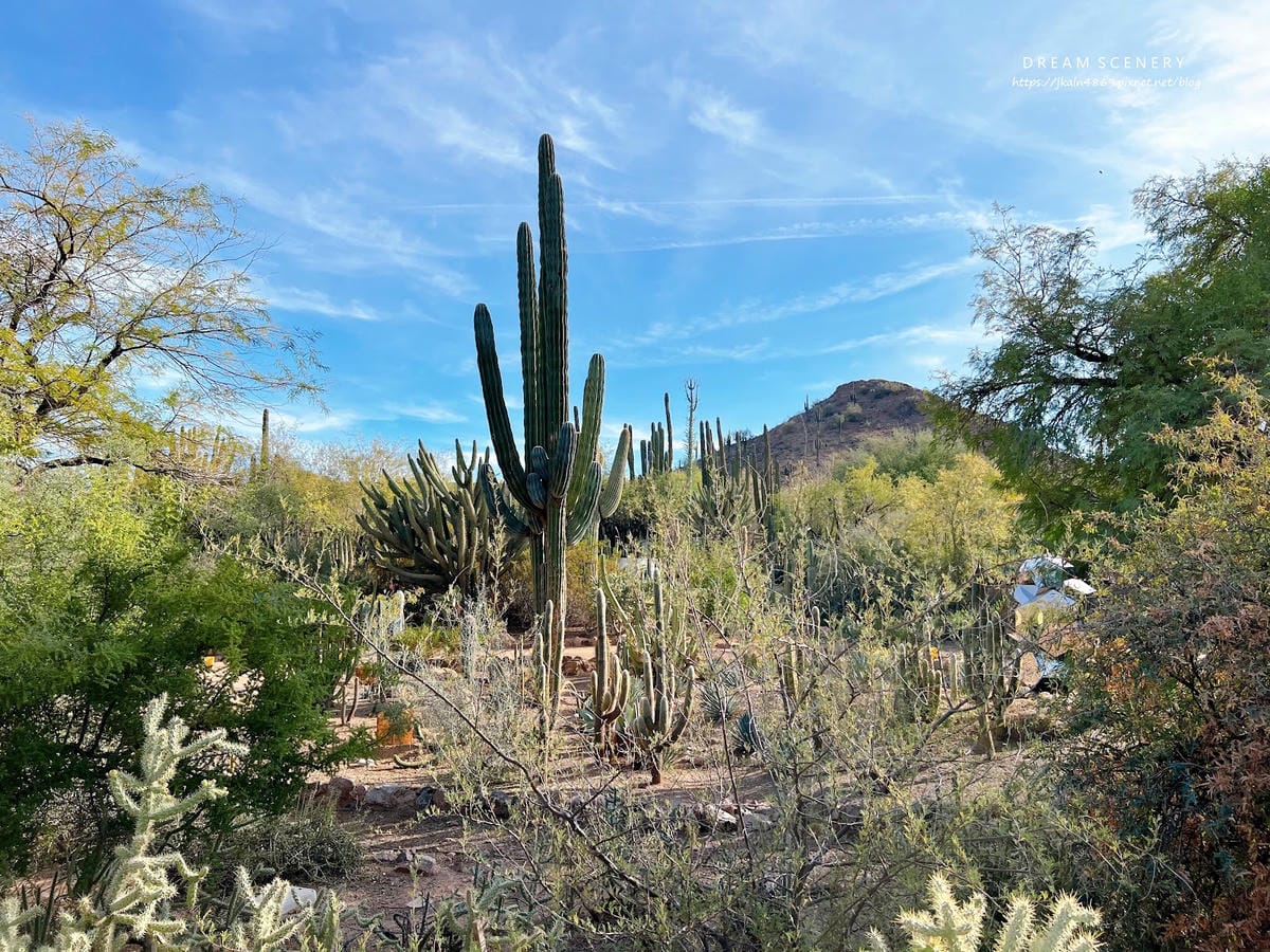 【美國-Arizona】亞利桑那州景點│沙漠植物園│Dese