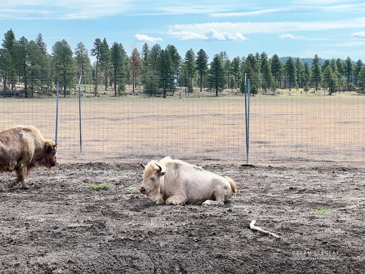 【美國-Arizona】亞利桑那州必訪野生動物園│開車進野生 【美國-Arizona】亞利桑那州必訪野生動物園│開車進野生