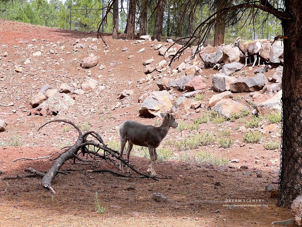 【美國-Arizona】亞利桑那州必訪野生動物園│開車進野生 【美國-Arizona】亞利桑那州必訪野生動物園│開車進野生