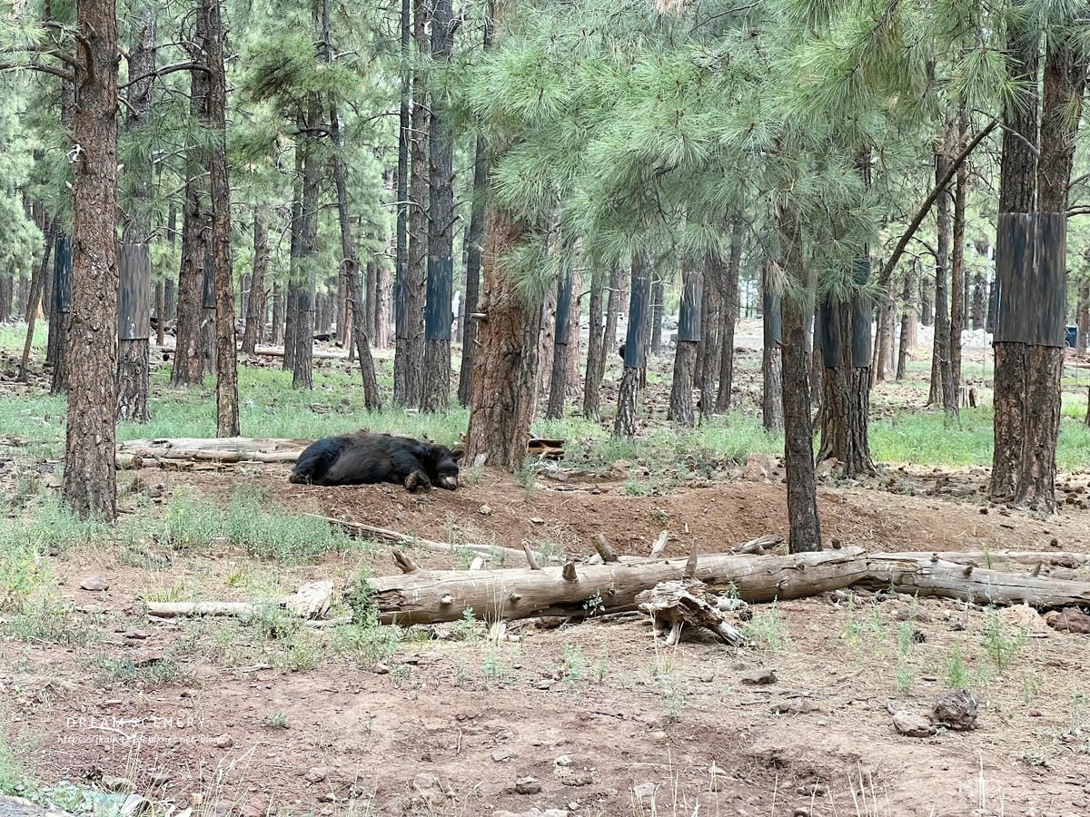 【美國-Arizona】亞利桑那州必訪野生動物園│開車進野生 【美國-Arizona】亞利桑那州必訪野生動物園│開車進野生