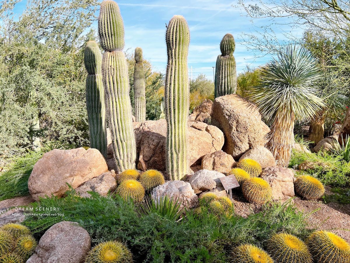 【美國-Arizona】亞利桑那州景點│沙漠植物園│Dese