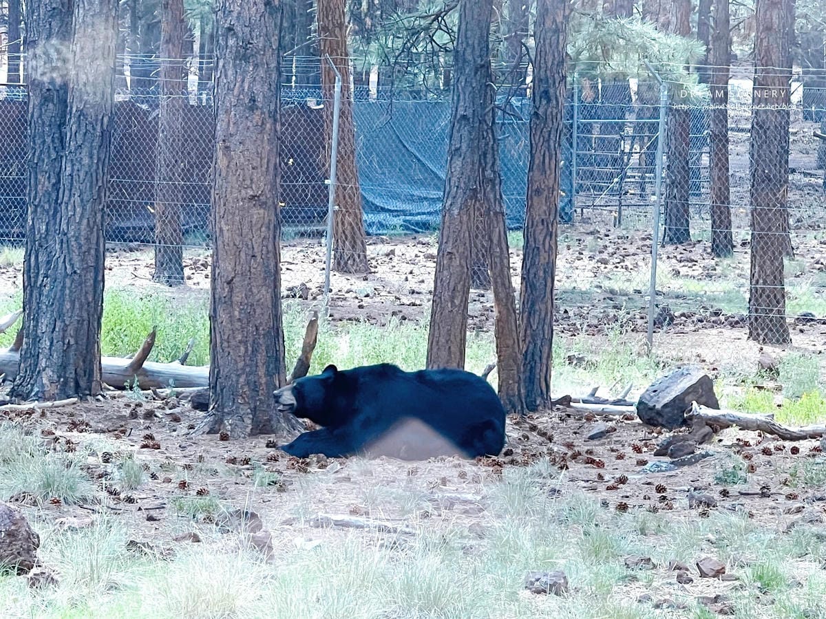 【美國-Arizona】亞利桑那州必訪野生動物園│開車進野生 【美國-Arizona】亞利桑那州必訪野生動物園│開車進野生
