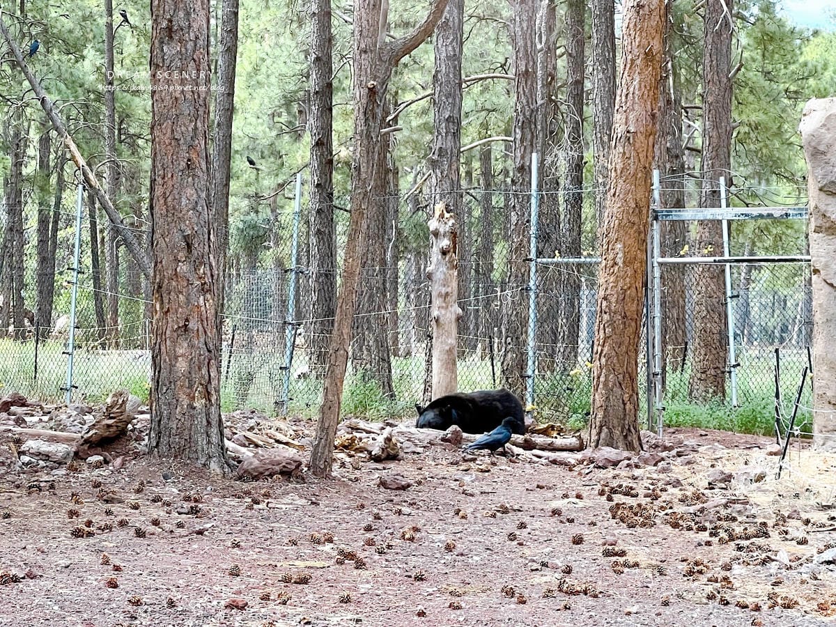 【美國-Arizona】亞利桑那州必訪野生動物園│開車進野生 【美國-Arizona】亞利桑那州必訪野生動物園│開車進野生