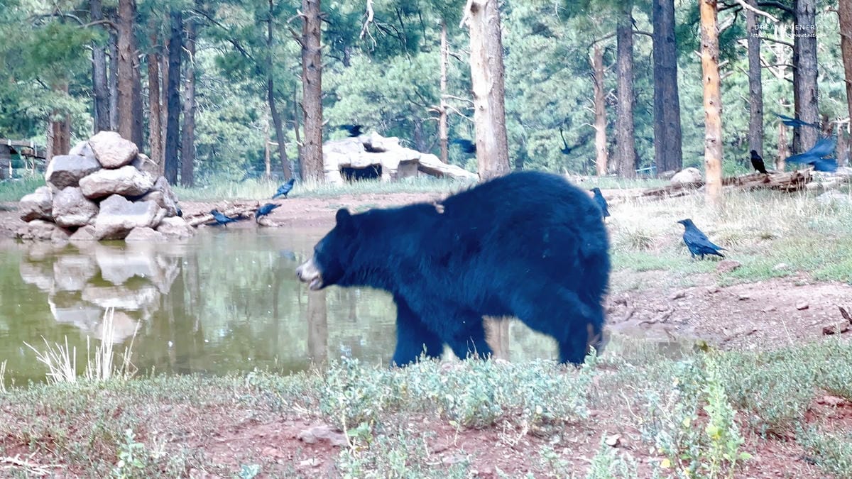 【美國-Arizona】亞利桑那州必訪野生動物園│開車進野生 【美國-Arizona】亞利桑那州必訪野生動物園│開車進野生