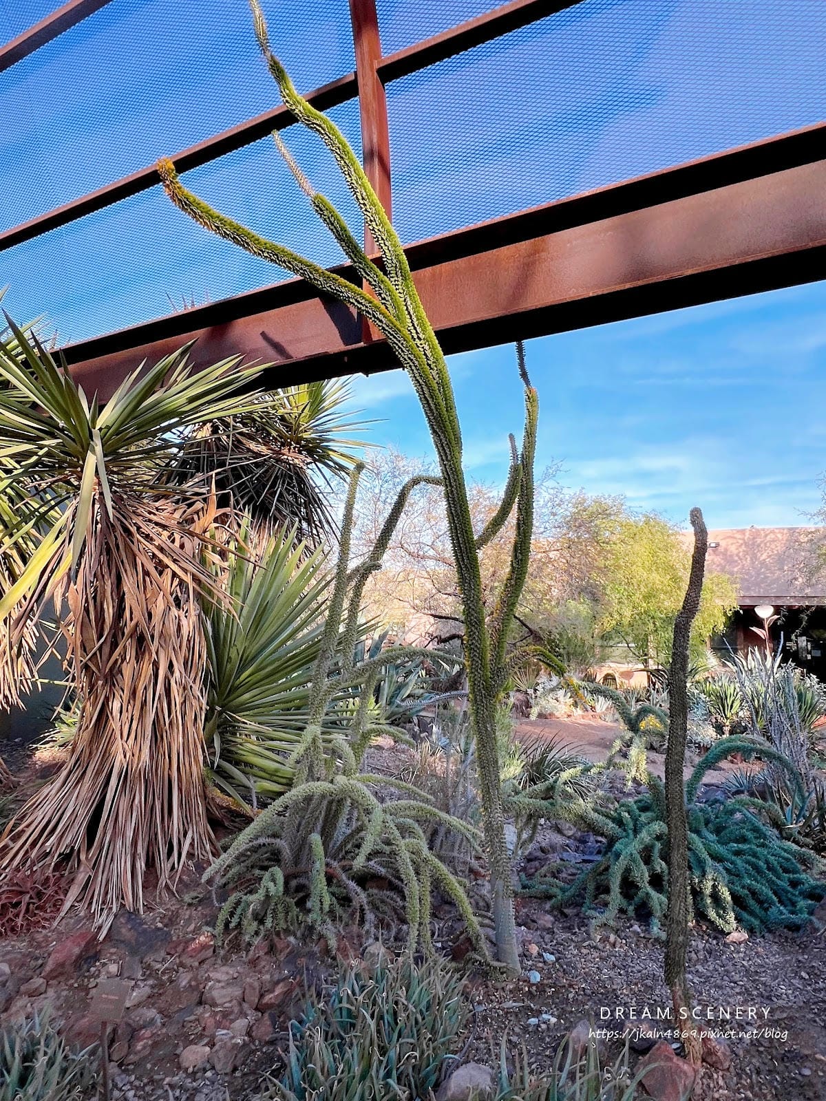 【美國-Arizona】亞利桑那州景點│沙漠植物園│Dese