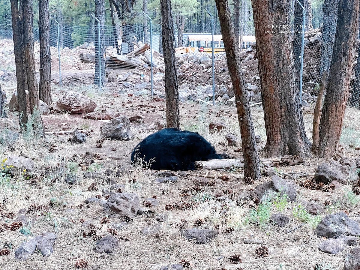 【美國-Arizona】亞利桑那州必訪野生動物園│開車進野生 【美國-Arizona】亞利桑那州必訪野生動物園│開車進野生