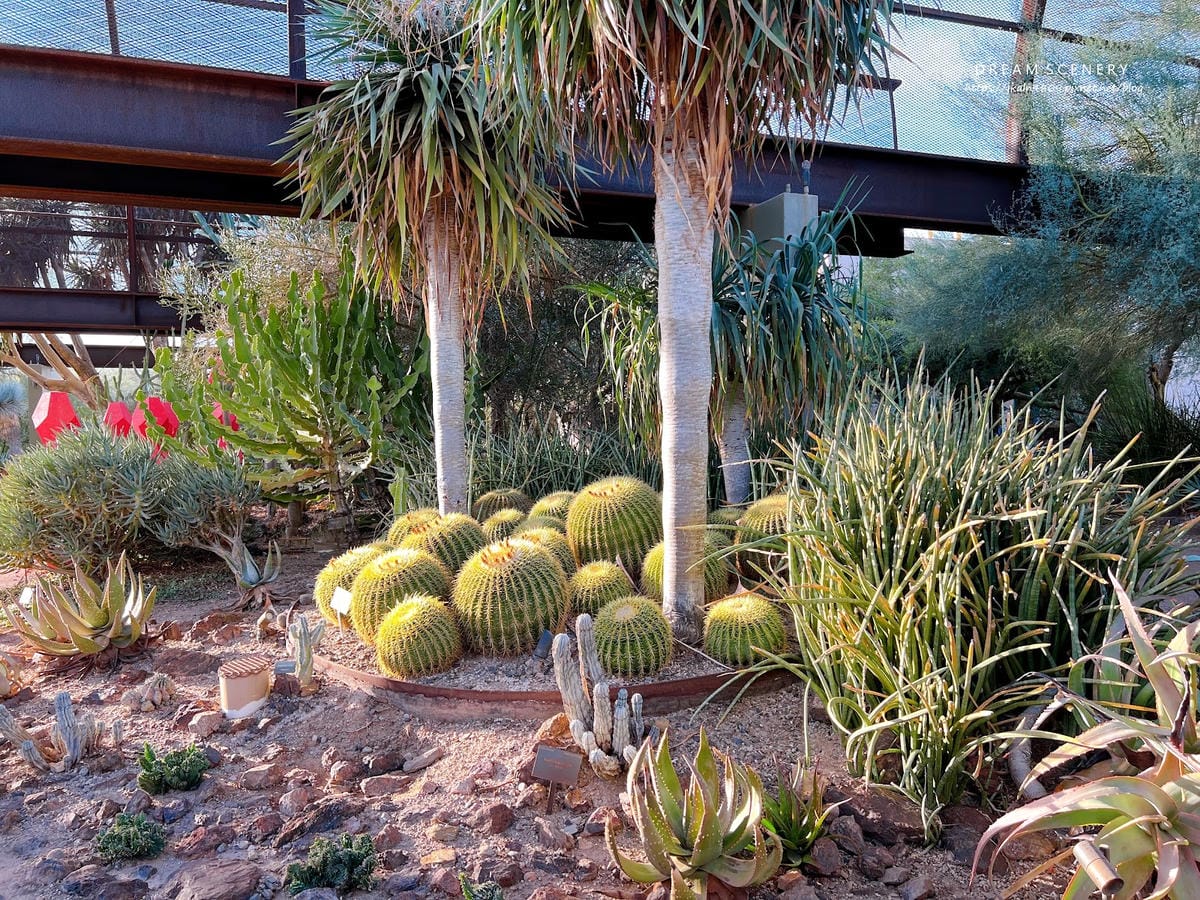【美國-Arizona】亞利桑那州景點│沙漠植物園│Dese