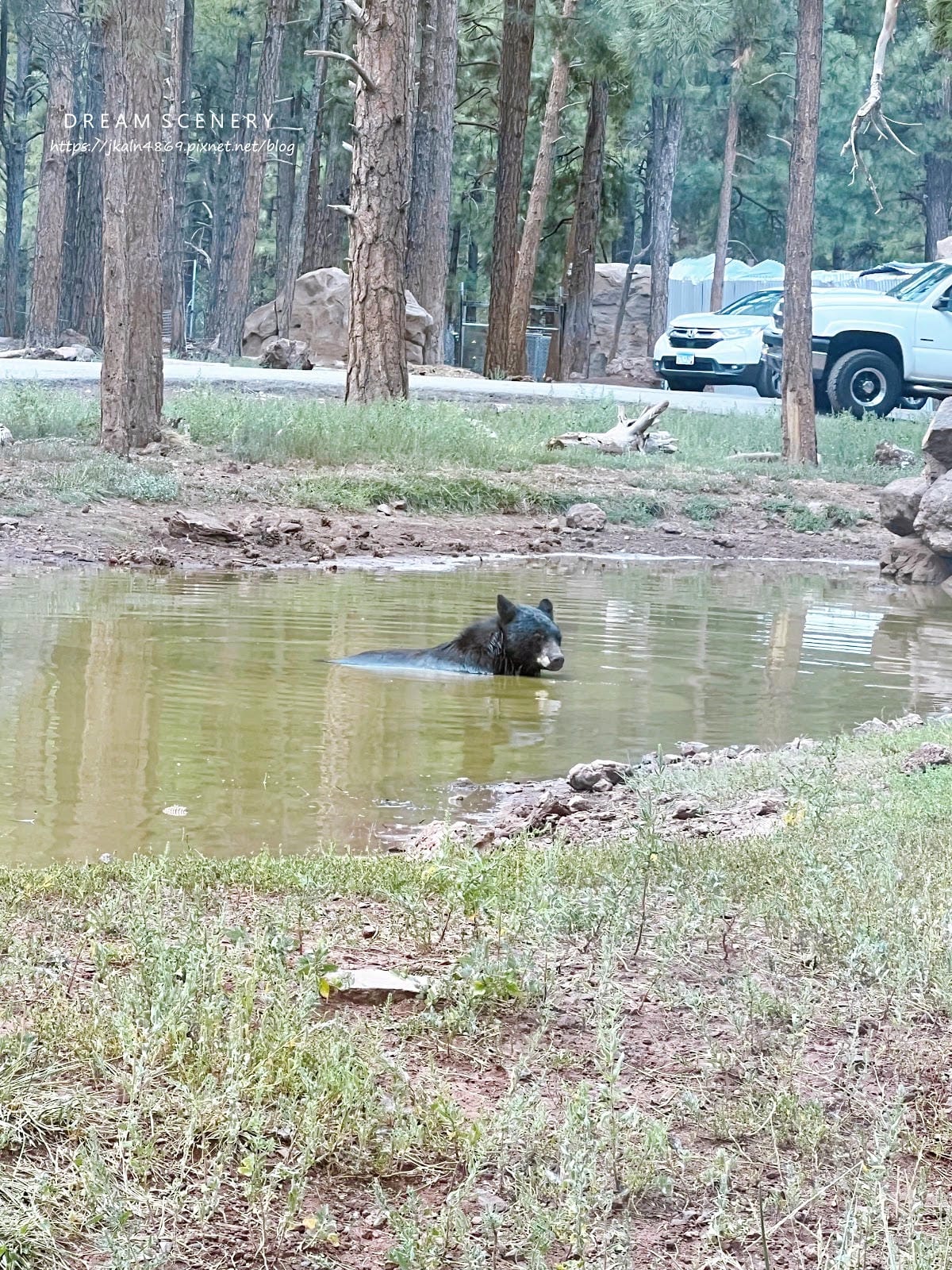 【美國-Arizona】亞利桑那州必訪野生動物園│開車進野生 【美國-Arizona】亞利桑那州必訪野生動物園│開車進野生