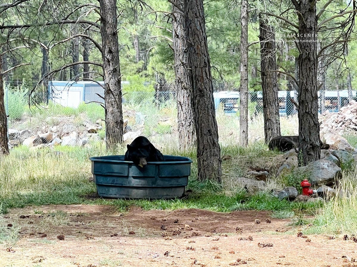 【美國-Arizona】亞利桑那州必訪野生動物園│開車進野生 【美國-Arizona】亞利桑那州必訪野生動物園│開車進野生