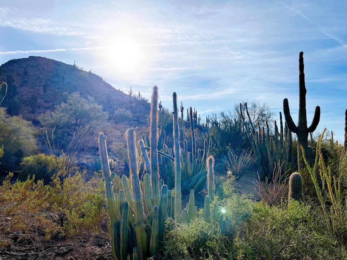 【美國-Arizona】亞利桑那州景點│沙漠植物園│Dese