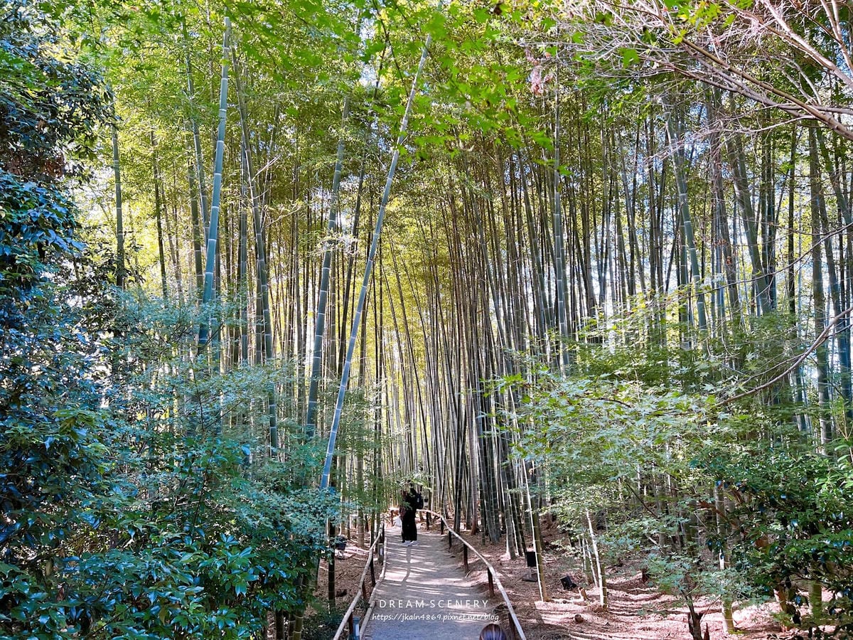 【日本-京都】京都幽靜一隅│禪意與藝術交會│高台寺 【日本-京都】京都幽靜一隅│禪意與藝術交會│高台寺