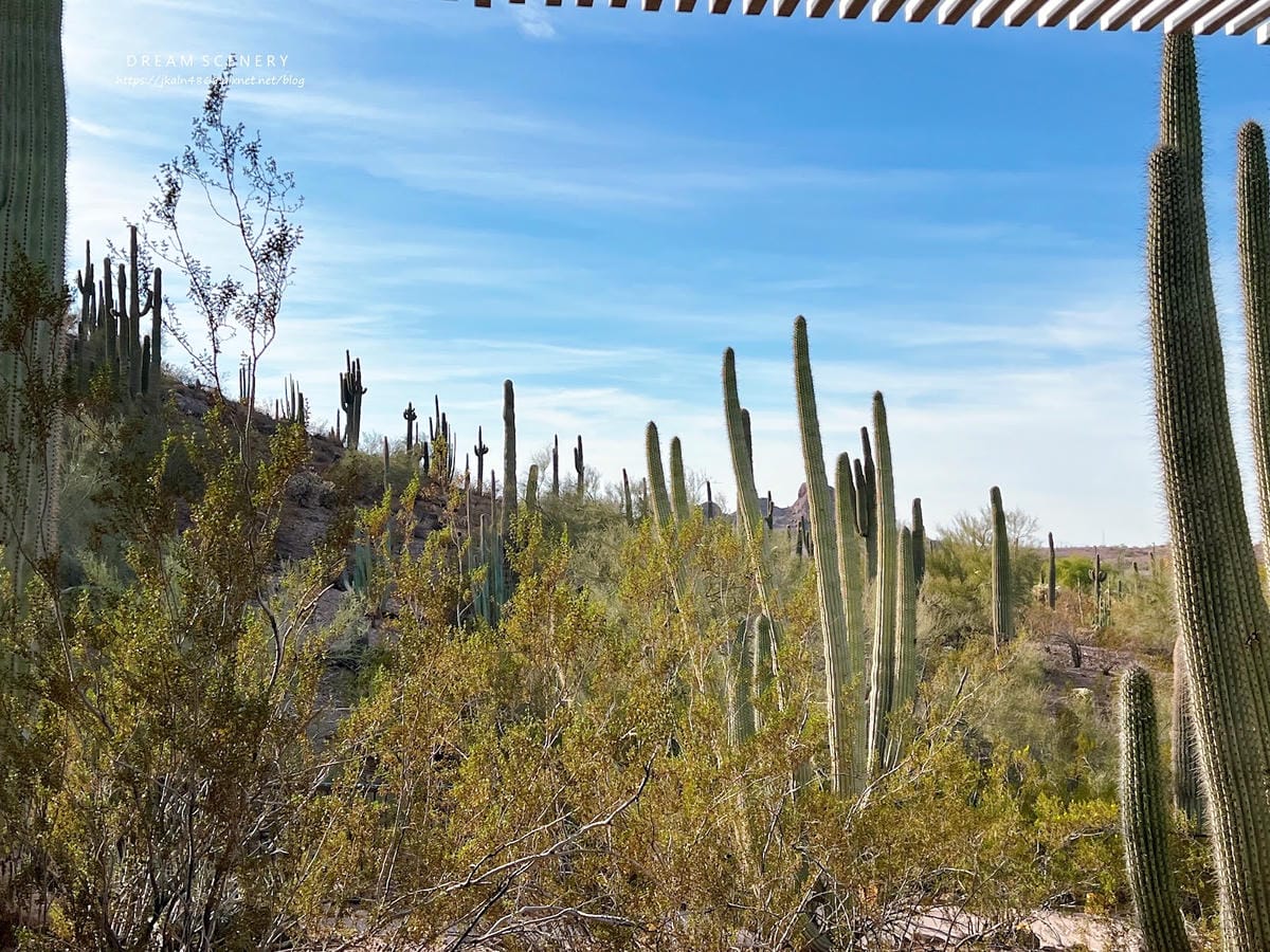 【美國-Arizona】亞利桑那州景點│沙漠植物園│Dese