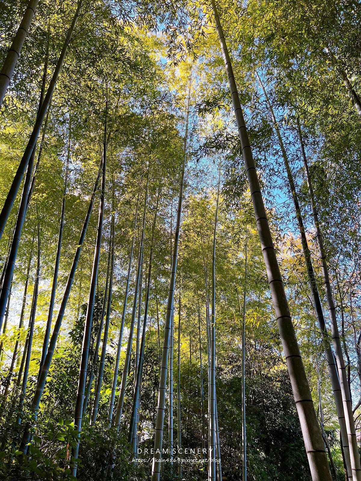 【日本-京都】京都幽靜一隅│禪意與藝術交會│高台寺 【日本-京都】京都幽靜一隅│禪意與藝術交會│高台寺