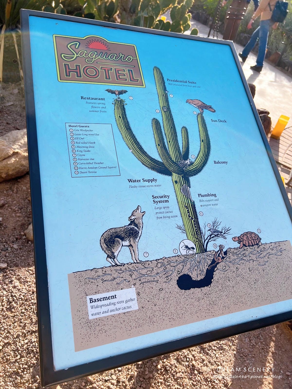 【美國-Arizona】亞利桑那州景點│沙漠植物園│Dese