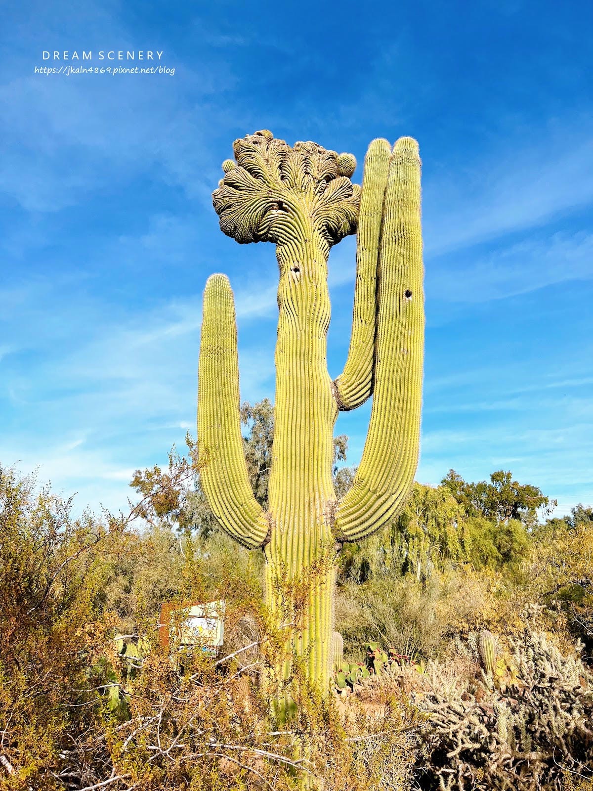【美國-Arizona】亞利桑那州景點│沙漠植物園│Dese
