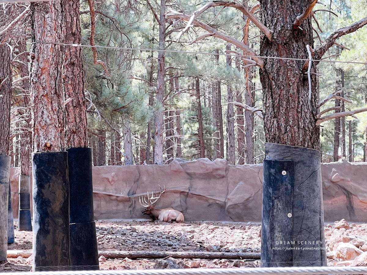 【美國-Arizona】亞利桑那州必訪野生動物園│開車進野生 【美國-Arizona】亞利桑那州必訪野生動物園│開車進野生