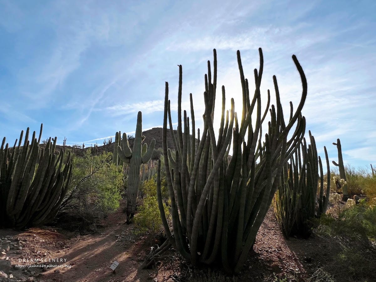 【美國-Arizona】亞利桑那州景點│沙漠植物園│Dese