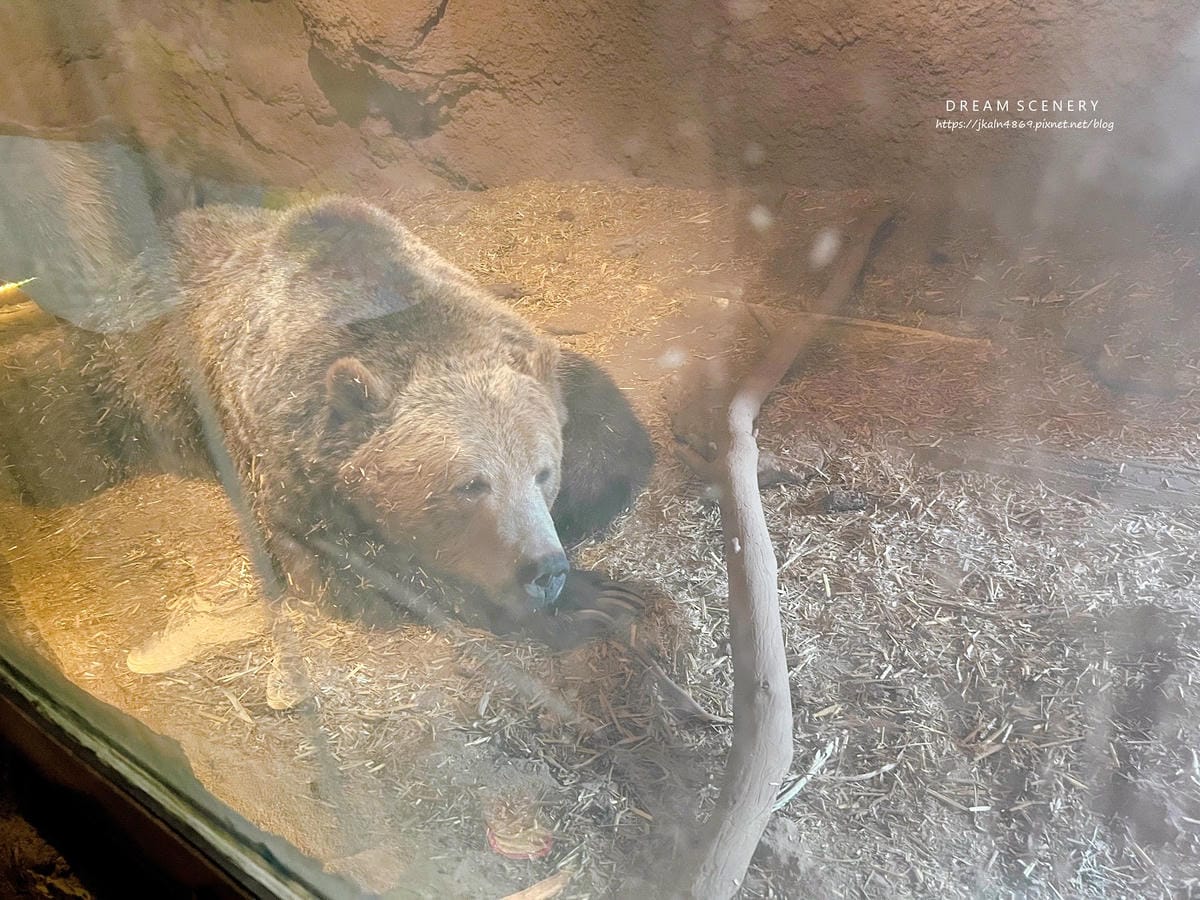 【美國-Arizona】亞利桑那州必訪野生動物園│開車進野生 【美國-Arizona】亞利桑那州必訪野生動物園│開車進野生