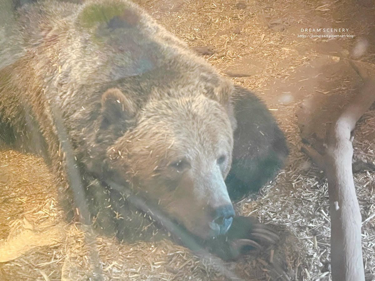 【美國-Arizona】亞利桑那州必訪野生動物園│開車進野生 【美國-Arizona】亞利桑那州必訪野生動物園│開車進野生
