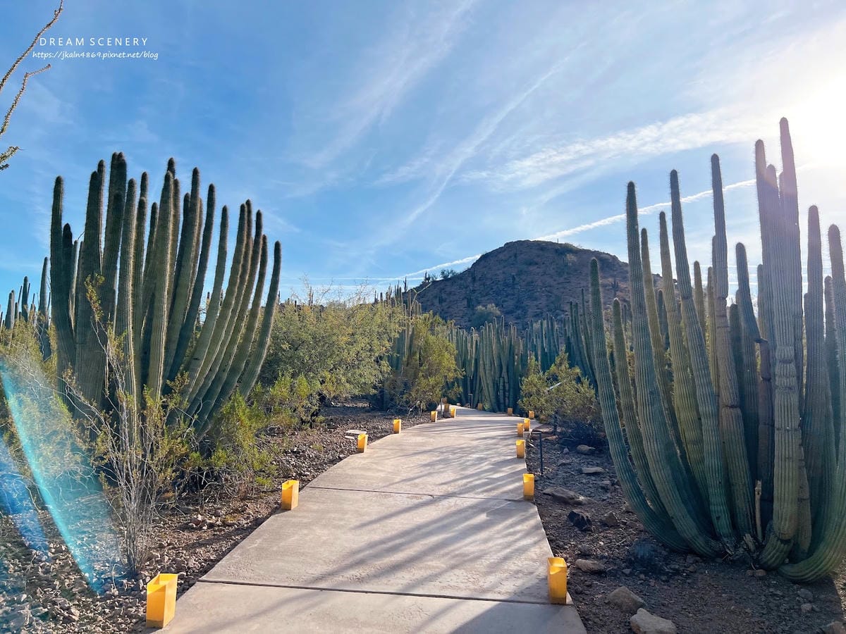 【美國-Arizona】亞利桑那州景點│沙漠植物園│Dese